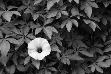 ivy plant ( Ipomoea cairica (L). Sweet )
