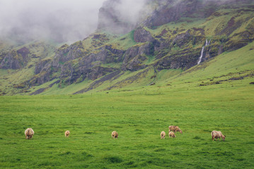 Sheeps on a grazing land in south part of Iceland