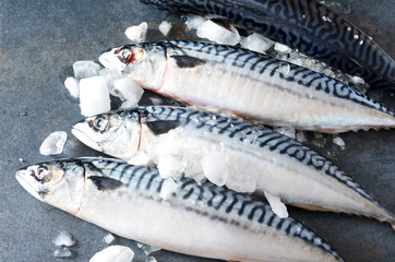Row of several mackereles with ice cubes on grey fishmonger`s space