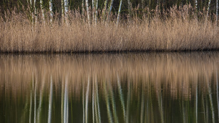 Spiegelung eines Gewässerufers
