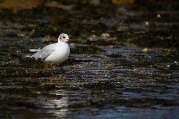 a marée basse 