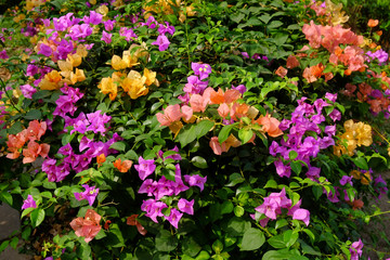 Closeup Bougainvillea flower in the garden