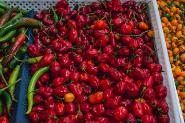 Small red peppers for sale in Livramento food market in Setubal town, Portugal