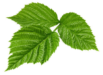 Raspberry leaf isolated