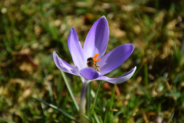 Bee collecting pollen on crocus flower in spring