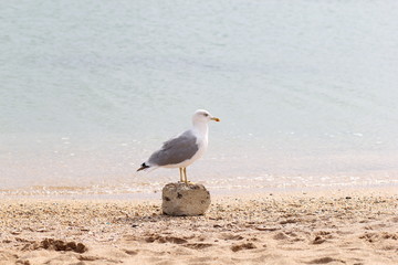 Seagull, sea, bird, summer, landscape, waves, Seagull and sea