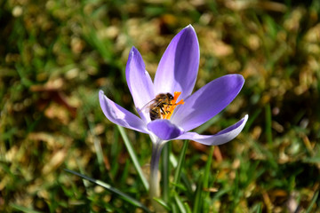 Bee collecting pollen on crocus flower in spring