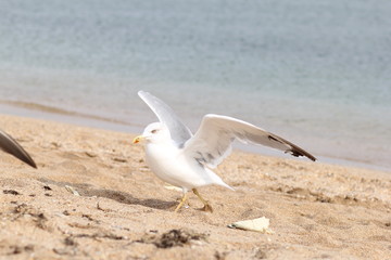 Fototapeta na wymiar Seagull, sea, bird, summer, landscape, waves, Seagull and sea