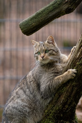 Europäische Wildkatze