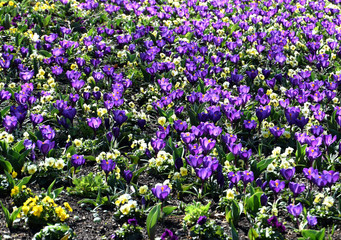 Field of crocuses, purple crocus flowers in the garden