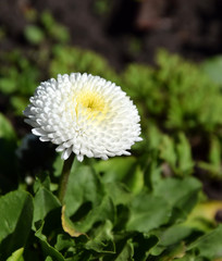 Bellis perennis white, common daisy in the garden
