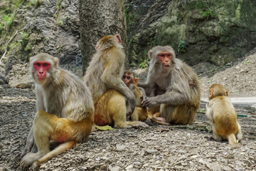 A family of monkeys sitting near a tree in Rishikesh, India