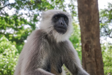 Monkey Langur in the forest in Rishikesh, India