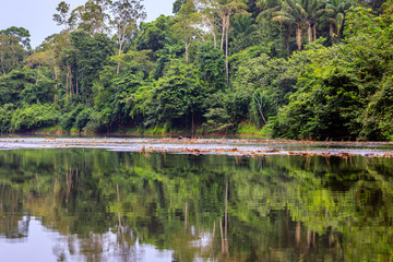 The beautiful nature of Kabalebo (Surinam)