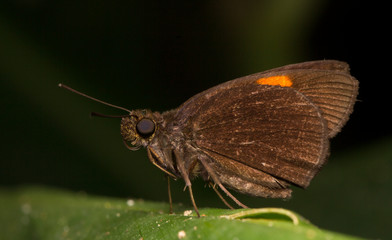 The Narrow-banded Velvet Bob (Koruthaialos rubecula) on the green leaf with black background, Thailand, Hesperiidae.
