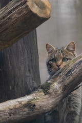 Europäische Wildkatze