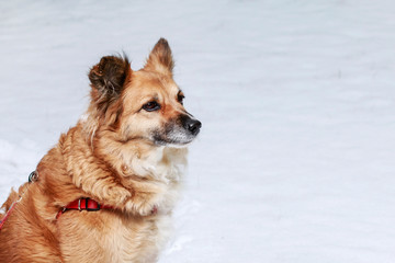 Young dog playing on snow.