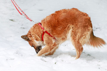 Young dog playing on snow.