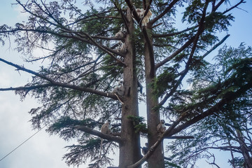 Fototapeta premium A family of langur monkeys on a tree. Shimla, India