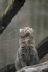 Europäische Wildkatze