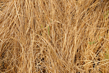 dry grass texture