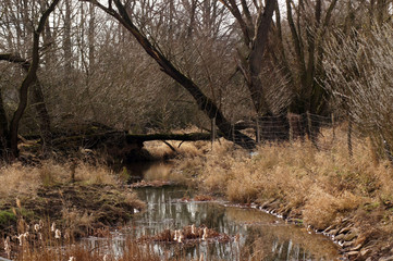 Moorlandschaft am Flussufer