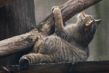 Europäische Wildkatze