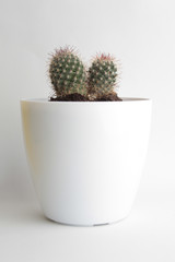 cactus in white plastic pot