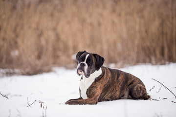 Dog breed boxer in winter field