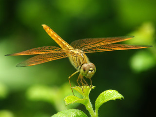 dragonfly