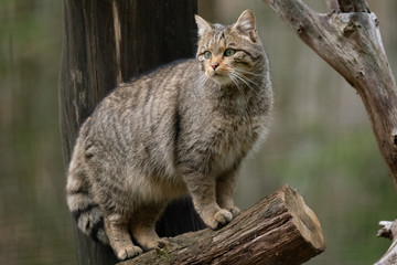Europäische Wildkatze