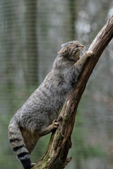 Europäische Wildkatze