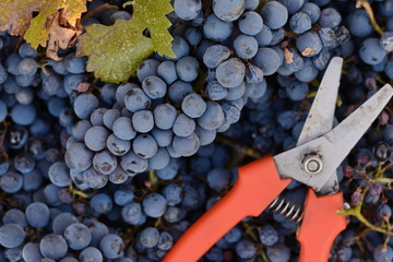 grape harvest. Grapes and grape scissors