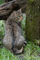 Europäische Wildkatze