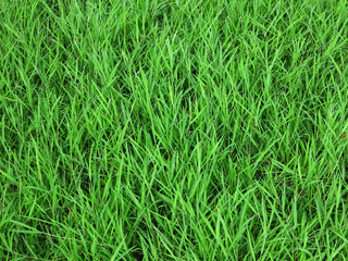 green grass lawn