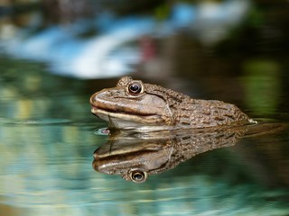 frog on water with reflection