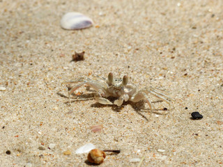 ghost crab on sand beach closeup