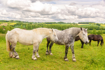 Obraz na płótnie Canvas Close up of two white and dappled french percherons horses, Perche province, France