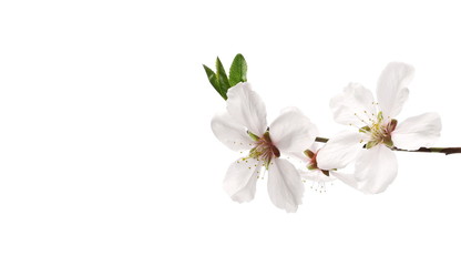 Naklejka na ściany i meble Blooming plum tree flowers isolated on white background