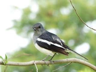 Oriental Magpie-Robin (Copsychus saularis ) in North Thailand