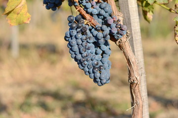 grape harvest on october. 