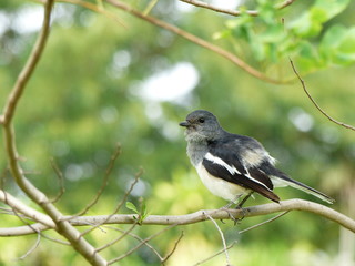 Oriental Magpie-Robin (Copsychus saularis ) in North Thailand