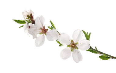 Blooming plum tree flowers isolated on white background