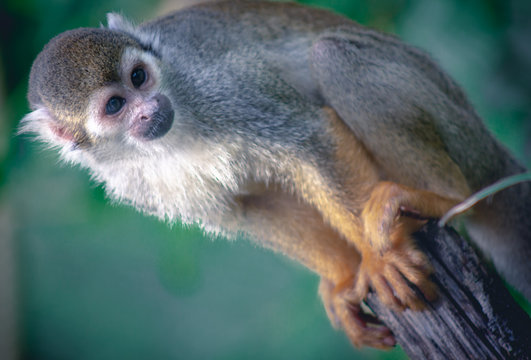 &Auml;ffchen im Zoo 