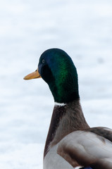 A portrait of the male mallard duck (Anas platyrhynchos) during the winter
