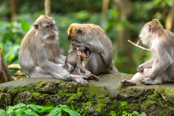 Fototapeta premium Family of different ages monkeys sits on the rock in the rainforest of Ubud. Small monkey kid playing with it's parents.