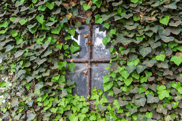 The window of an old farmhouse inside with grape leaves