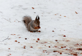 Eurasian red squirrel (Sciurus vulgaris) feeding in the city forest park in the winter