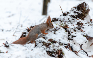 Eurasian red squirrel (Sciurus vulgaris) feeding in the city forest park in the winter