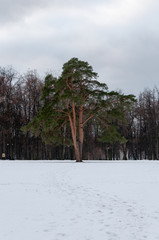 Isolated pine tree in the park standing stiill in the snow under the winter clouds